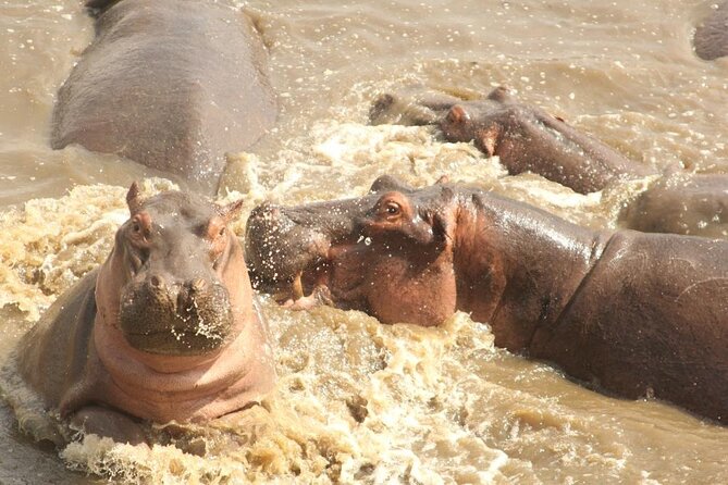 3 Day Safari from Arusha: Serengeti and Ngorongoro - Serengeti Day 1: From Arusha highlands into the Seronera spotlight