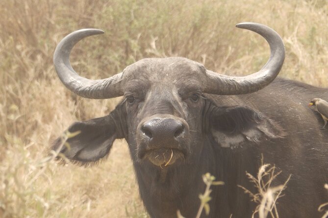 3 Day Safari from Arusha: Serengeti and Ngorongoro - The safari jeeps and pop-up roof advantage