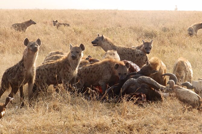 3 Day Safari from Arusha: Serengeti and Ngorongoro - Who this private safari suits best