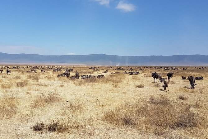 3 Day Safari from Arusha: Serengeti and Ngorongoro - Weather reality and how it affects your plans