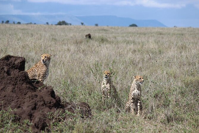 3 Day Safari from Arusha: Serengeti and Ngorongoro - Ngorongoro Crater Day 3: The descent, then crater floor viewing
