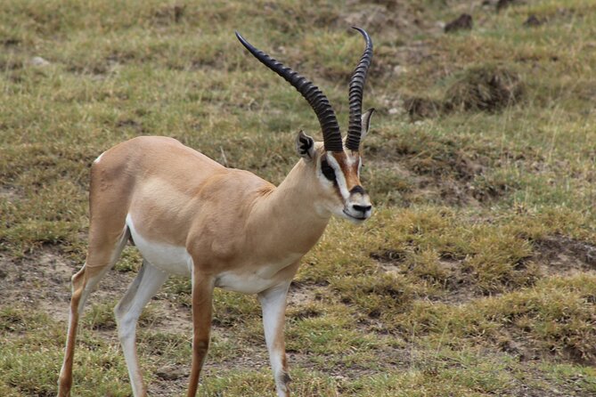3-Day Safari in Serengeti & Ngorongoro(Mid-range) - Rhino Lodge Overnight: Why the Night Between Parks Counts