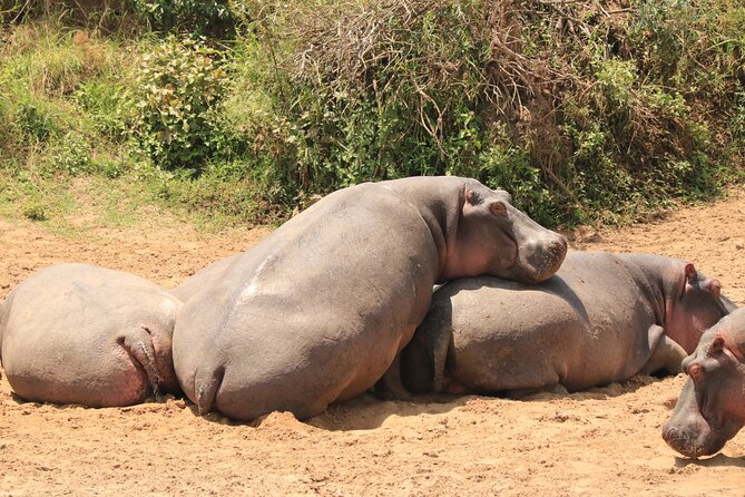 3-Day Safari in Serengeti & Ngorongoro(Mid-range) - Pickup, Private Touring, and How Service Affects Your Safari