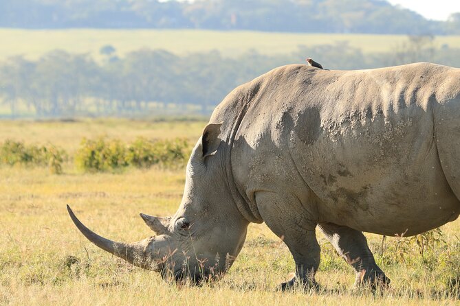 3-Day Safari in Serengeti & Ngorongoro(Mid-range) - What to Watch For: Gear Habits That Improve Your Chances