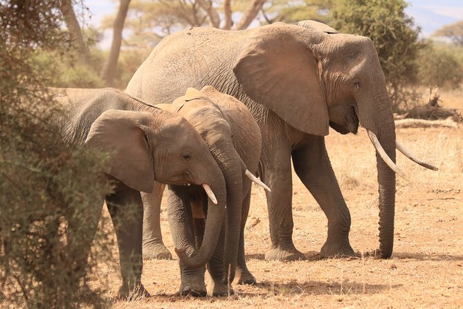 3-Day Safari in Serengeti & Ngorongoro(Mid-range) - Who This Safari Fits Best (and Who Might Want Something Else)