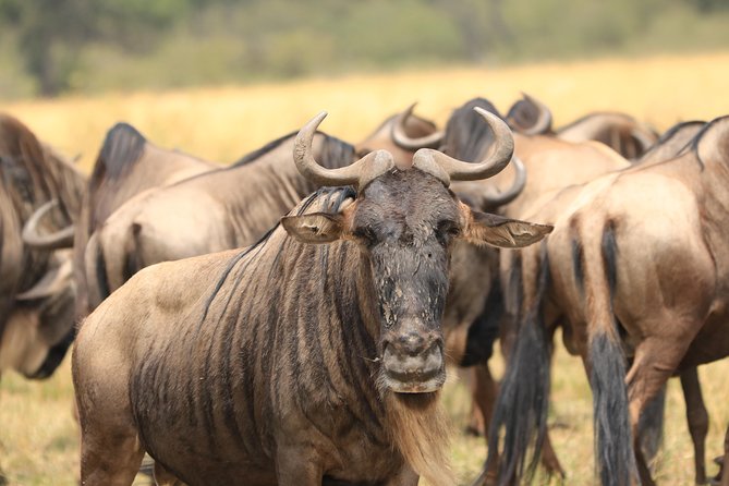 3-Day Safari in Serengeti & Ngorongoro(Mid-range) - Day 3 at Ngorongoro Crater: Descent Through Forest, Fever Trees, and Early Game Drives