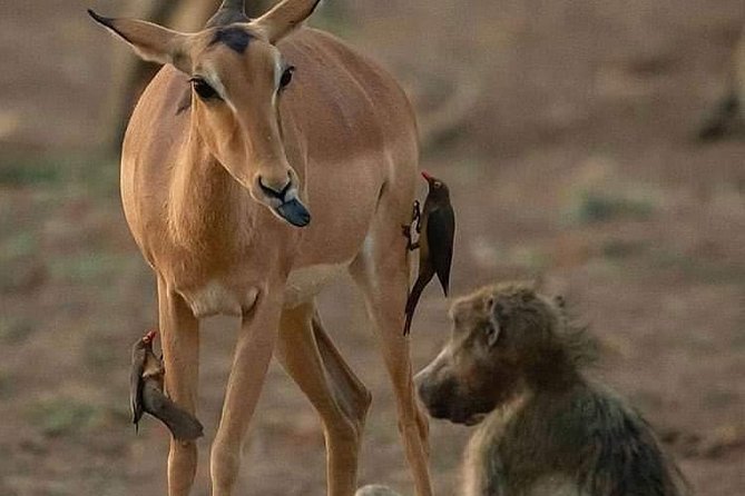 3-Day Safari to Ngorongoro, Tarangire & Lake Manyara NP - Why This 3-Day Safari Triangle Works From Arusha
