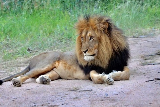 3-Day Safari to Ngorongoro, Tarangire & Lake Manyara NP - Day 3 at Lake Manyara: Tree-Climbing Lions and Birdlife