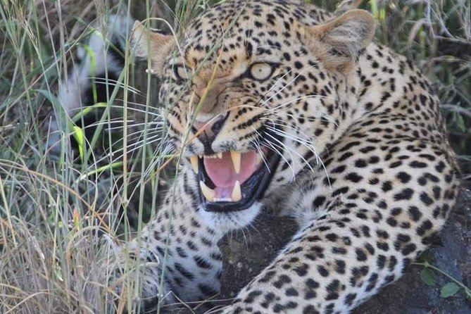 3-Day Safari to Ngorongoro, Tarangire & Lake Manyara NP - Price and Value for $970: What’s Included and Why It Adds Up