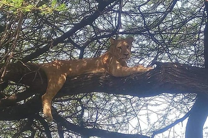 3-Day Safari to Ngorongoro, Tarangire & Lake Manyara NP - What Your Daily Schedule Feels Like in Real Life