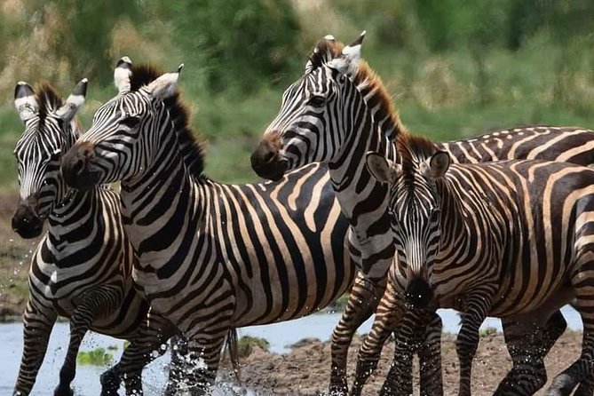 3-Day Safari to Ngorongoro, Tarangire & Lake Manyara NP - Packing and Planning Tips That Fit This Route