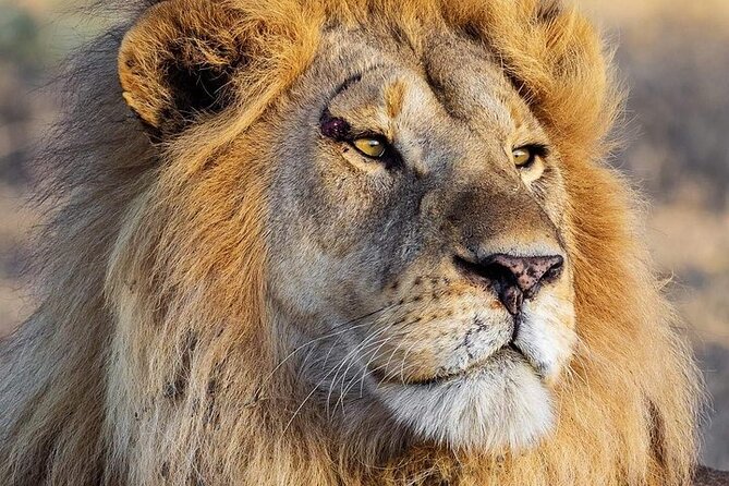 3 Day Safari to Serengeti National Park and Ngorongoro Crater - Key highlights to notice before you go