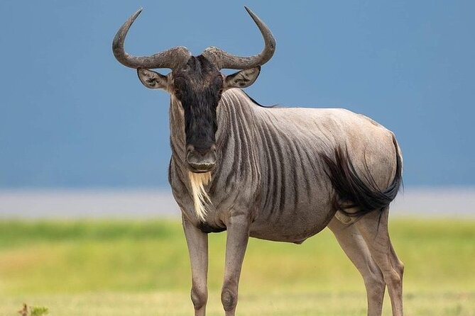 3 Day Safari to Serengeti National Park and Ngorongoro Crater - Why a 3-day Serengeti and Ngorongoro circuit works