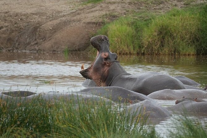 3 Day Safari to Serengeti National Park and Ngorongoro Crater - Day 3: Crater floor tour with picnic lunch, then back to Arusha