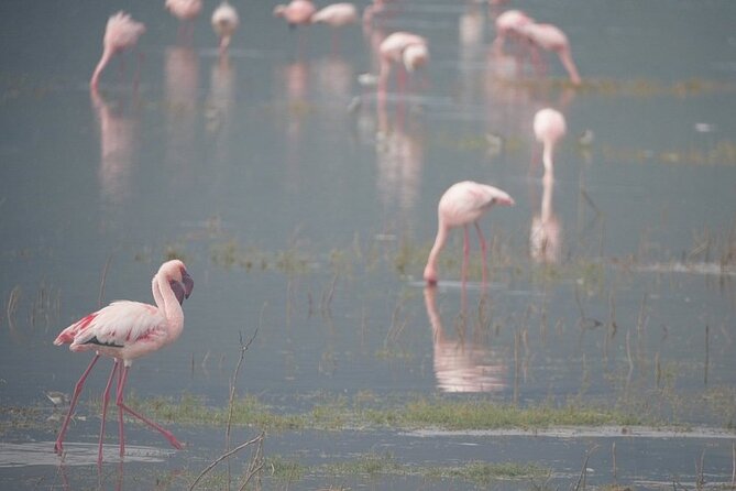 3 Day Safari to Serengeti National Park and Ngorongoro Crater - Price and value: what $855 covers and what it does not