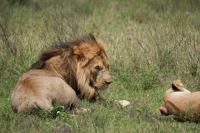 3 Day Safari to Serengeti National Park and Ngorongoro Crater - Logistics that affect your comfort: time, transfers, and group size