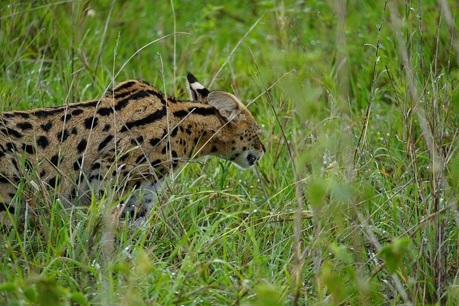 3 Day Safari to Serengeti National Park and Ngorongoro Crater - Who this safari suits best