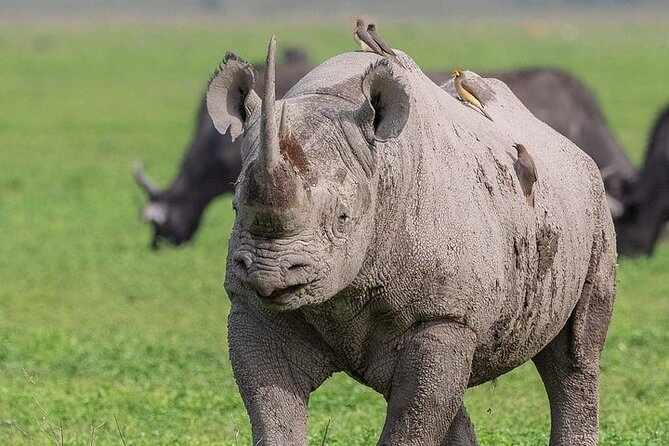 3 Day Safari to Serengeti National Park and Ngorongoro Crater - Day 1: Arusha to Serengeti, then Seronera Campsite at night