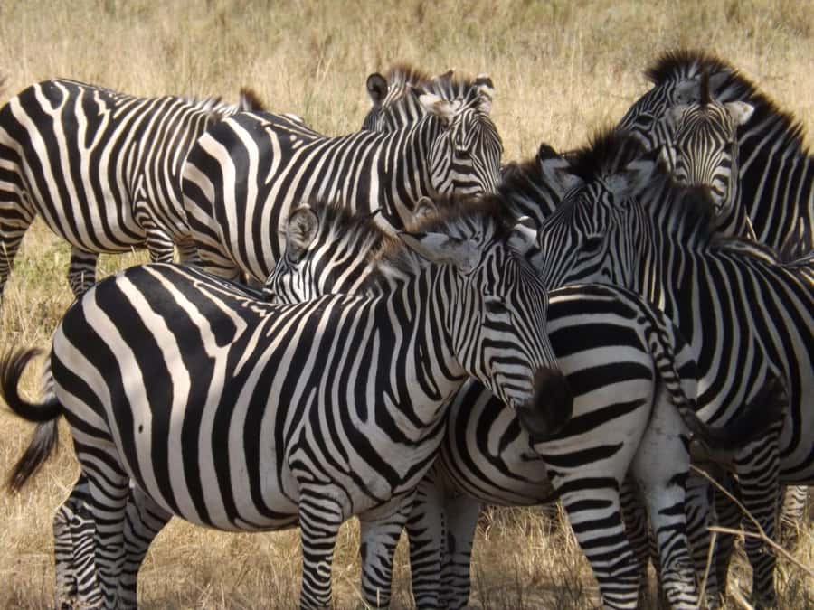 3-Day Safari to Serengeti & Ngorongoro + Balloon experience - Day 2: Sunrise balloon over Serengeti, then more wildlife time