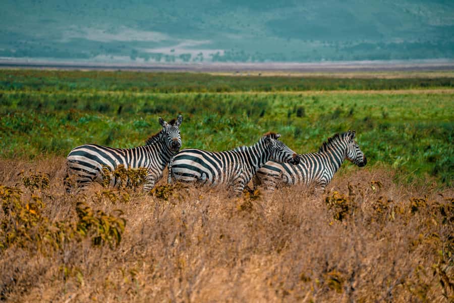 3-Day Safari to Serengeti & Ngorongoro + Balloon experience - Transportation comfort: 4x4 Land Cruiser with pop-up roof