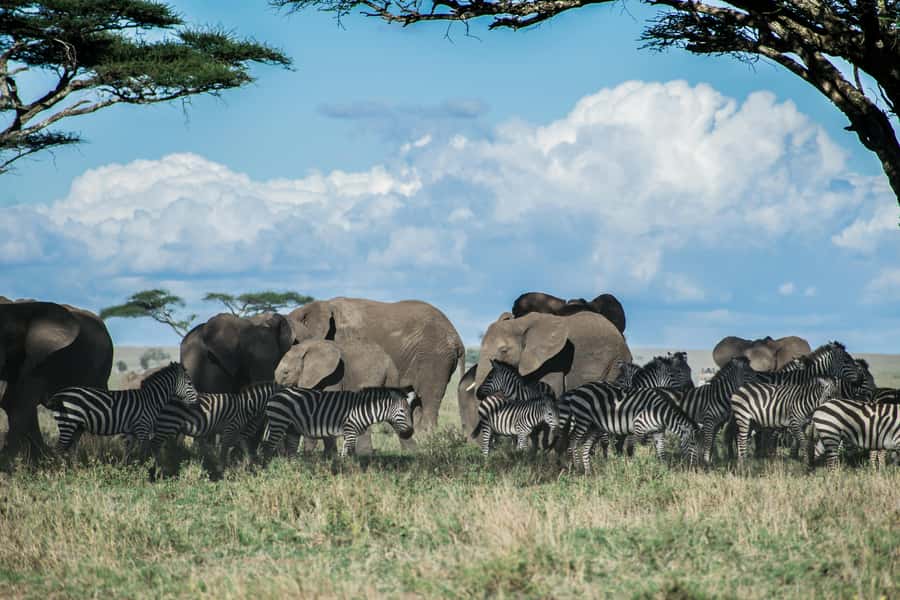 3-Day Safari to Serengeti & Ngorongoro + Balloon experience - What the meals are really like, and how they help your day