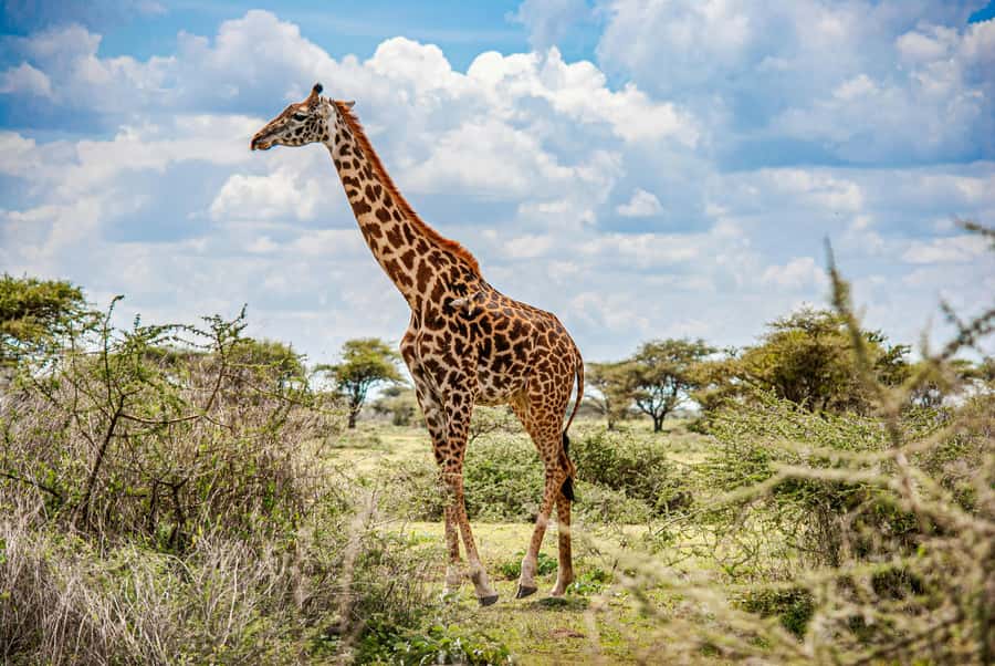 3-Day Safari to Serengeti & Ngorongoro + Balloon experience - Price and value: what $900 is buying you
