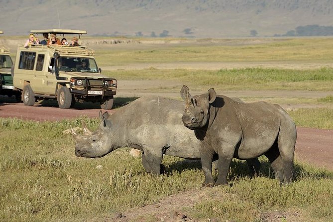 3-Day Safari Tour to Tarangire National Park, Lake Manyara National Park and Ngorongoro Crater from Arusha - Day 2: Lake Manyara game drives and the value of late timing