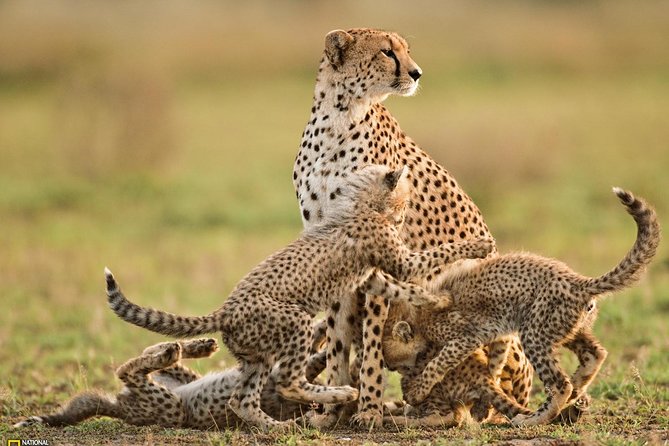 3-Day Safari Tour to Tarangire National Park, Lake Manyara National Park and Ngorongoro Crater from Arusha - Day 3: Ngorongoro Crater descent, picnic lunch on the floor, then back to Arusha