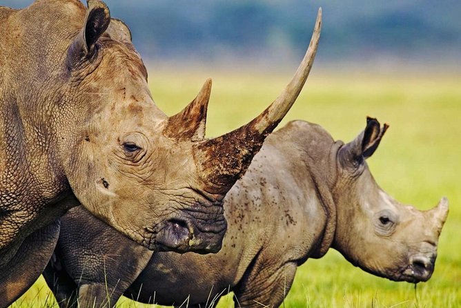 3-Day Safari Tour to Tarangire National Park, Lake Manyara National Park and Ngorongoro Crater from Arusha - What the small-group setup and guide team add to your safari