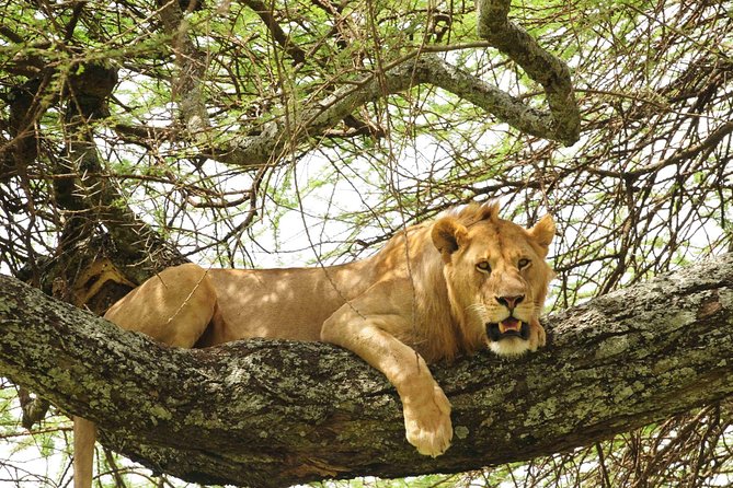 3-Day Safari Tour to Tarangire National Park, Lake Manyara National Park and Ngorongoro Crater from Arusha - Day 1: Arusha to Tarangire, the baobab and elephant day