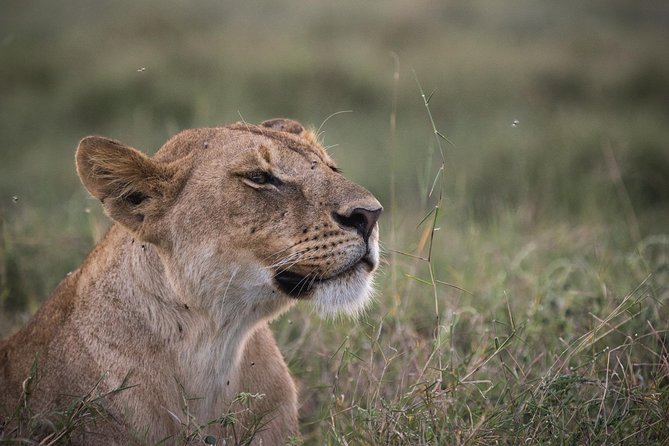 3-Day Selous Reserve mid-Range Safari - Selous Game Reserve: a big, remote safari you can feel