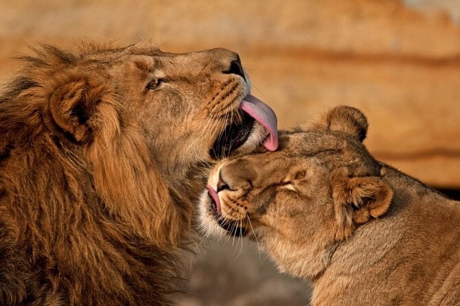 3 Day Sharing Safari - Manyara, Ngorongoro Crater and Tarangire National Parks - Lake Manyara National Park: flamingos, birds, and lions that may hang in trees