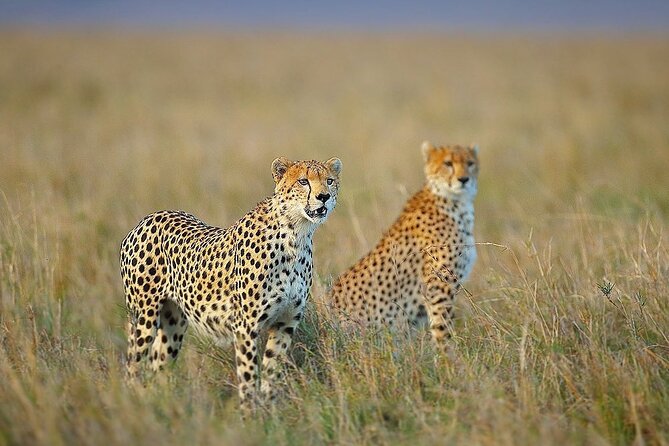 3 Day Sharing Safari - Manyara, Ngorongoro Crater and Tarangire National Parks - Starting from Arusha, then letting the parks run the show
