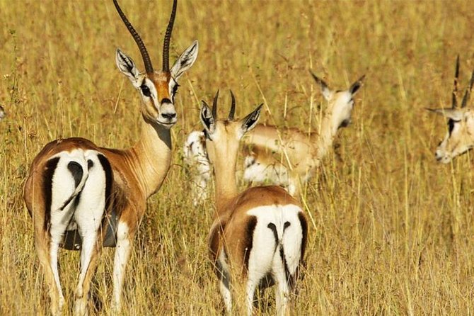 3 Day Tanzania Luxury Safari - Ngorongoro Crater: a 600-meter descent into dense wildlife