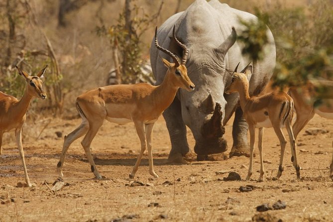 3 Day Tanzania Luxury Safari - Guides, 4×4 safari vehicles, and how the day stays smooth