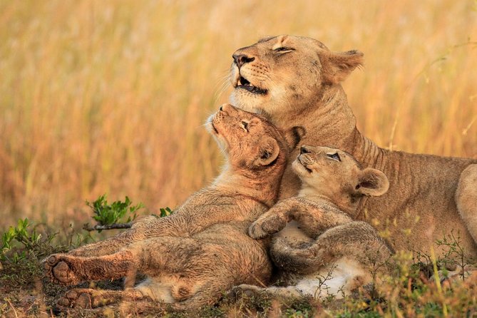 3 Day Tanzania Luxury Safari - Luxury lodges and meals: what you get for $2,400