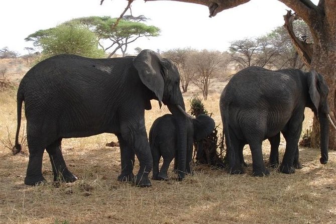3 Day Tanzania Luxury Safari - Who should book this 3-day luxury safari