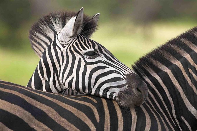 3 Day Tanzania Luxury Safari - Tarangire National Park: elephants, baobabs, and a picnic lunch in the bush