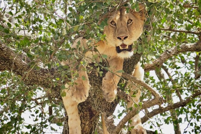 3-Day Tarangire, Lake Manyara and Ngorongoro - How Three Parks Fit Together: Tarangire, Ngorongoro, Lake Manyara
