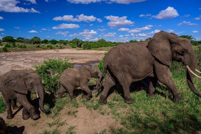 3-Day Tarangire, Lake Manyara and Ngorongoro - Day 3 in Lake Manyara: Flamingoes and Tree-Climbing Lions