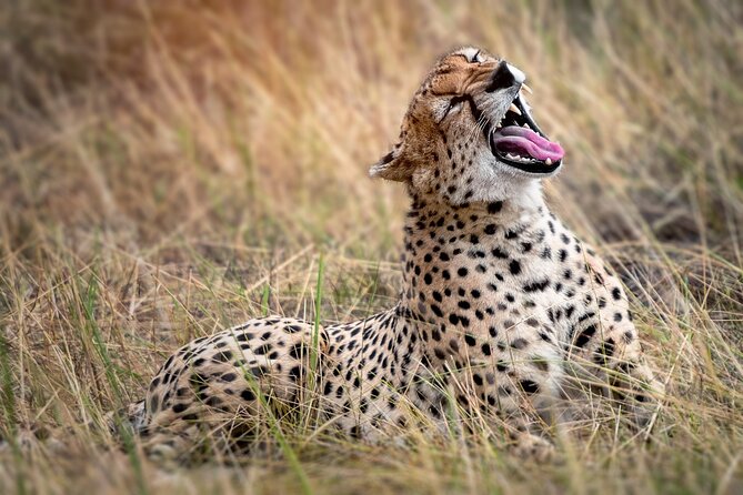 3-Day Tarangire, Lake Manyara and Ngorongoro - Price and Value for $700 with Park Fees, Meals, and Transport Included