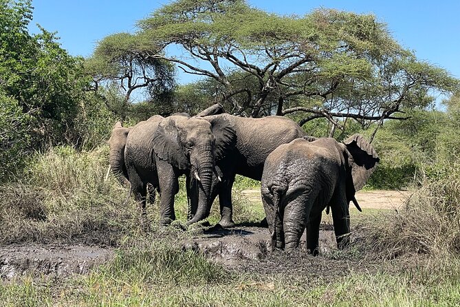 3-Day Tarangire, Ngorongoro and Lake Manyara Camping Safari - Mto Wa Mbu overnight: a smart base after crater time