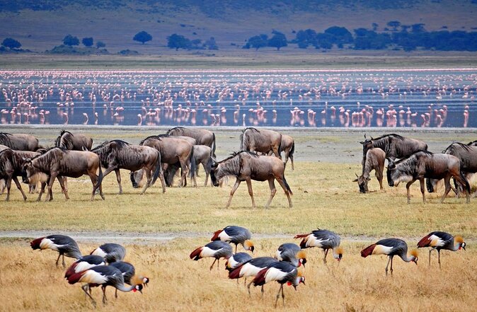 3 Day - Tarangire, Ngorongoro Crater Lake Manyara- Mid - Range - Key highlights (the stuff that matters)