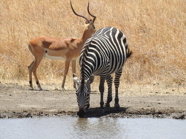 3 Day - Tarangire, Ngorongoro Crater Lake Manyara- Mid - Range - Small-group style: better guide focus, and it shows