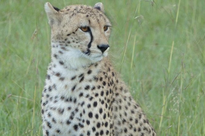 3 Day - Tarangire, Ngorongoro Crater Lake Manyara- Mid - Range - Food, comfort, and what “included” feels like on safari