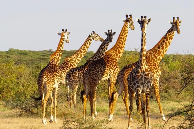 3 Day - Tarangire, Ngorongoro Crater Lake Manyara- Mid - Range - Wildlife reality check: how to maximize your chances in three days