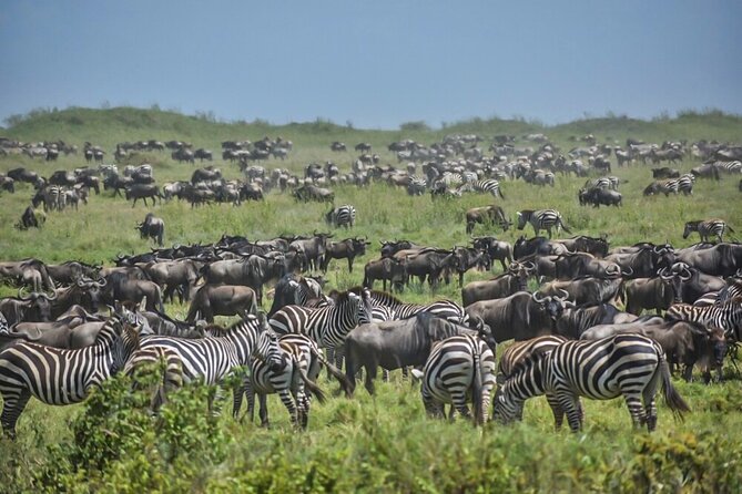 3-Day Tarangire, Ngorongoro Crater, Manyara Park - Day 3 Lake Manyara, Lions in Trees and Birdwatching You Can Actually Enjoy