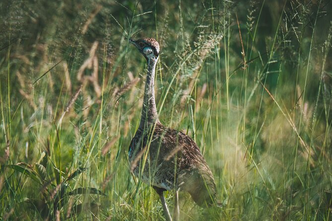 3-Day Tarangire, Ngorongoro & Manyara Best Tour & Safari - Pickup, timing, and what small-group safari means in practice