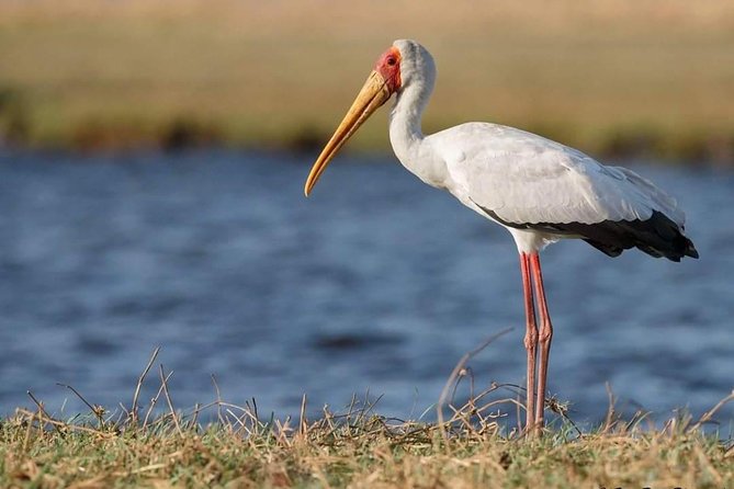 3-Day Tarangire NP, Manyara NP & Ngorongoro Crater - Why This 3-Day Northern Circuit Works When Time Is Short