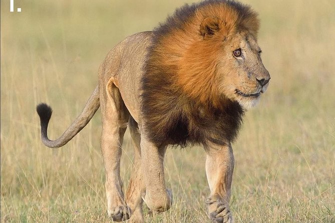 3-Day Tarangire NP, Manyara NP & Ngorongoro Crater - Day 2 Ngorongoro Crater: A Volcano Bowl with Big Five Chances